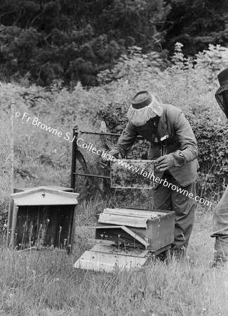 FOR JESUIT DIRECTORY 1955: APIARY NOVS ATTENDING TO BEEHIVES